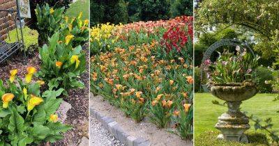 11 Beautiful Calla Lily Arrangement Ideas in Garden - balconygardenweb.com - county Garden