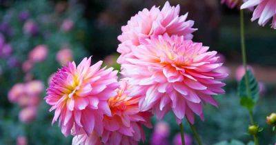 When and How to Water Dahlias - gardenerspath.com