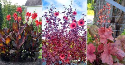 9 Plants With Red Foliage and Flowers - balconygardenweb.com - Japan