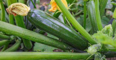 Reasons and Fixes for Hollow Zucchini - gardenerspath.com