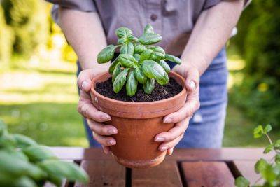 13 Herbs And Plants To Add To Your Garden That Help Repel Bugs - southernliving.com