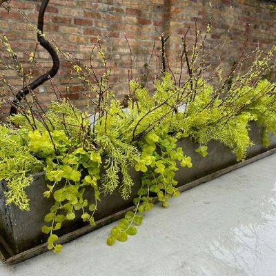 Howard’s Spring Container Displays - finegardening.com - city Chicago