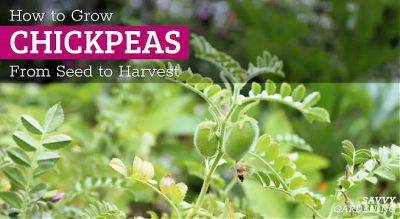 How to grow chickpeas: From seed to harvest - savvygardening.com - Egypt - region Mediterranean