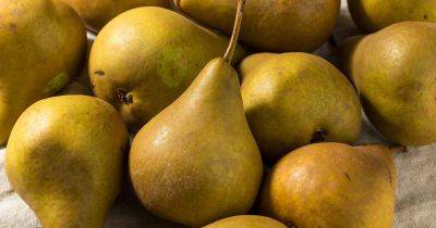 How to Grow and Care for ‘Bosc’ Pears - gardenerspath.com - Usa