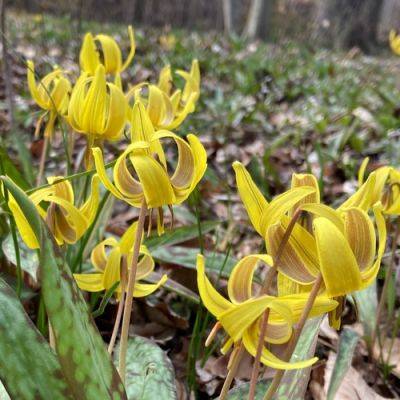Native Spring Shows - finegardening.com - state Indiana