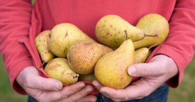 How to Grow Pears - gardenersworld.com