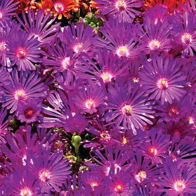 Shopping-List Plants for the Mountain West - finegardening.com - Usa - Canada - state California