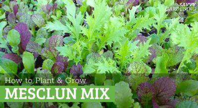 Mesclun Mix: How to Plant, Grow, and Harvest Gourmet Greens - savvygardening.com - France