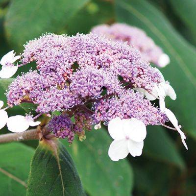 Shopping-List Plants for the Pacific Northwest - finegardening.com - county Lake