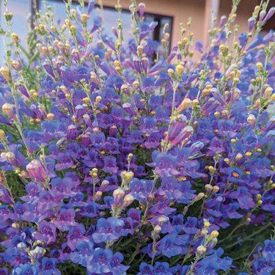 Shopping-List Plants for the Southwest - finegardening.com - state California