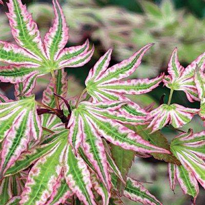 Shopping-List Plants for the Southeast - finegardening.com