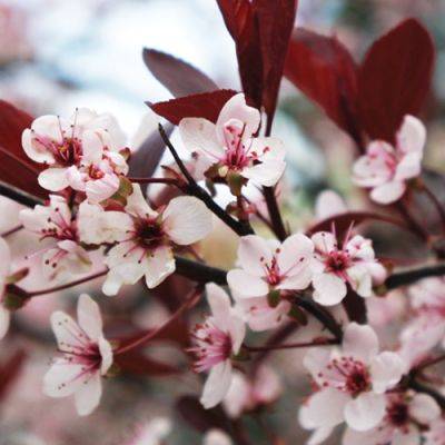 Shopping-List Plants for the Northeast - finegardening.com - Usa