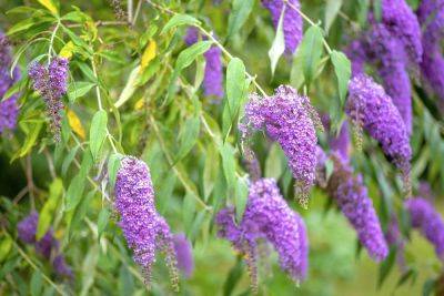 Why You'll Want To Rethink Planting Butterfly Bush If You Want To Attract Pollinators - southernliving.com - Cuba