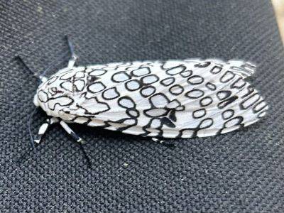 Question of the Week – Giant Leopard Moth - hgic.clemson.edu - state South Carolina