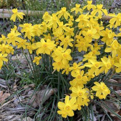 Joseph’s Favorite Daffodils - finegardening.com - state Indiana