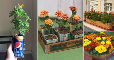 20 Ideas To Grow Marigolds In Hanging Baskets, Window Boxes and Unique Containers - balconygardenweb.com