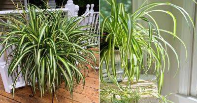 How To Water Spider Plants So They Never Die - balconygardenweb.com