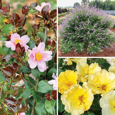The Best Trees and Shrubs for 2024 - finegardening.com - Usa