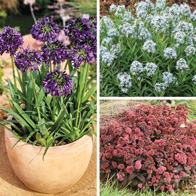 The Best Perennials for 2024 - finegardening.com - state Texas