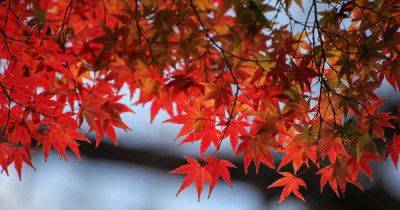How to Identify and Manage Common Japanese Maple Diseases - gardenerspath.com - Japan