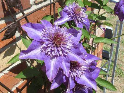 Restore clematis vines with extreme pruning - theprovince.com