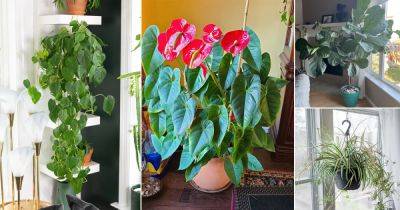 21 Best Perennial Houseplants that Live for Years - balconygardenweb.com