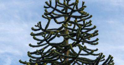 How to Grow and Care for a Monkey Puzzle Tree - gardenersworld.com - Britain - Argentina - Scotland - Chile - county Garden - county Sussex