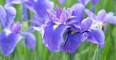Common Reason Why Irises Fail to Bloom - gardenerspath.com