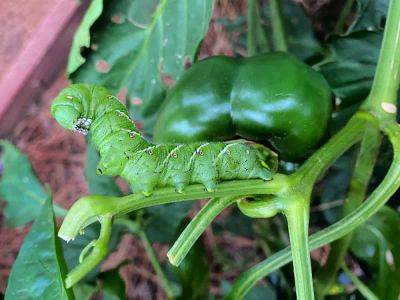 How To Get Rid Of Hornworms Organically - getbusygardening.com