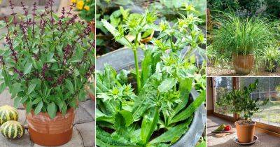 8 Best Thai Herbs to Grow in Containers - balconygardenweb.com - Vietnam - Thailand