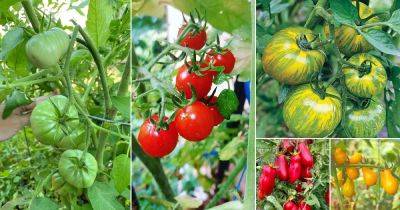 27 Best Tasting Tomatoes for Your Cuisines! - balconygardenweb.com - Germany - Russia