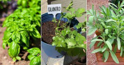 11 Fast Growing Herbs You Can Grow From Seeds - balconygardenweb.com - India - Mexico