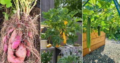 12 Vegetables that Produce Many from Just One Plant - balconygardenweb.com