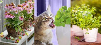 11 Best Herbs For Cats - balconygardenweb.com