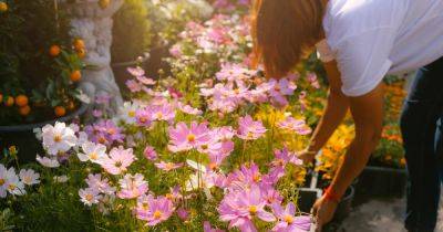 Gardening: 10 fast-growing, ultra-productive annuals that can be sown right now - irishtimes.com