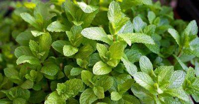15 of the Best Mint Varieties to Grow at Home | Gardener's Path - gardenerspath.com