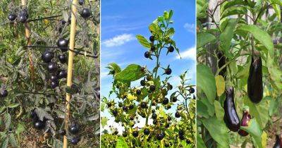 7 Black Nightshade Plants - balconygardenweb.com
