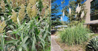 12 Plants That Look Like Corn - balconygardenweb.com