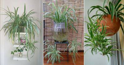 Best Pot for Spider Plant: Select the Right One - balconygardenweb.com