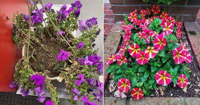 How to Revive Petunias If They Are Dying - balconygardenweb.com