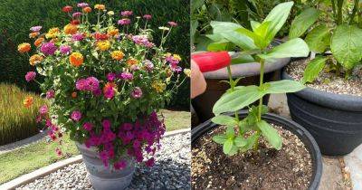 8 Best Tricks for Never Ending Zinnia Blooms in Your Garden - balconygardenweb.com