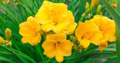When and How to Transplant Daylilies - gardenerspath.com