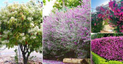 11 Fast Growing Shrubs For Privacy in Texas - balconygardenweb.com - China - state Texas