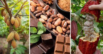 Is Chocolate a Fruit or Vegetable? - balconygardenweb.com