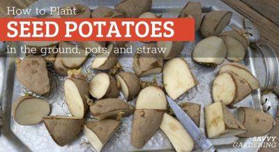 How to Plant Seed Potatoes in the Ground, in Pots, & in Straw - savvygardening.com