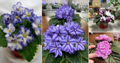 16 African Violet Varieties With Dual Color Flowers - balconygardenweb.com