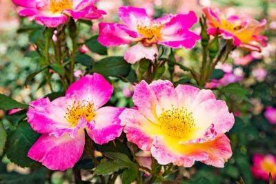Visit The Birmingham Botanical Gardens To See An Impressive Collection Of Roses - southernliving.com - state Alabama