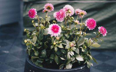 How to Plant Dahlias In Pots - jparkers.co.uk