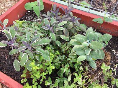 How To Grow Sage At Home - getbusygardening.com