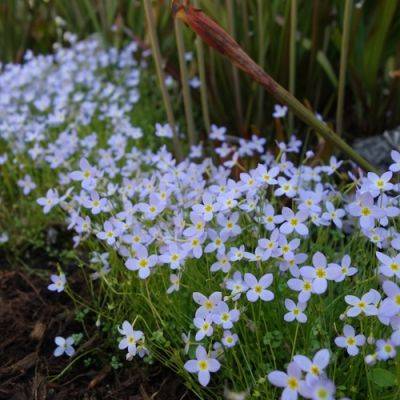 Underrated Flowers of Spring - finegardening.com - state Indiana
